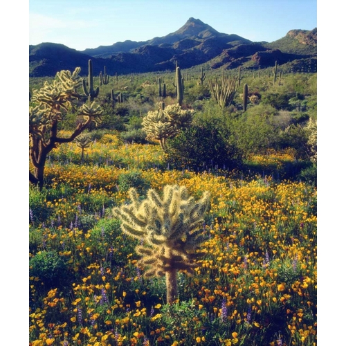 Arizona, Organ Pipe Cactus NM flowers and cacti